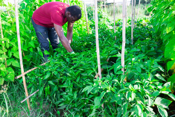 istock Afro male gardener working in vegetable garden 1457676046