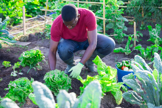 istock Afro male gardener working in vegetable garden 1457676056