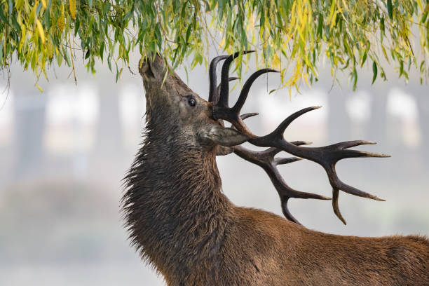 ciervo rojo alimentándose del sauce llorón - willow leaf weeping willow willow tree tree fotografías e imágenes de stock