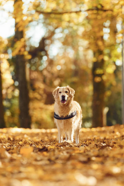 istock Running forward. Cute dog is outdoors in the autumn forest at daytime 1457680645