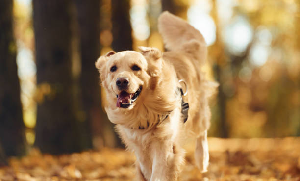 istock Running forward. Cute dog is outdoors in the autumn forest at daytime 1457680646