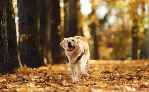 istock Running forward. Cute dog is outdoors in the autumn forest at daytime 1457680656
