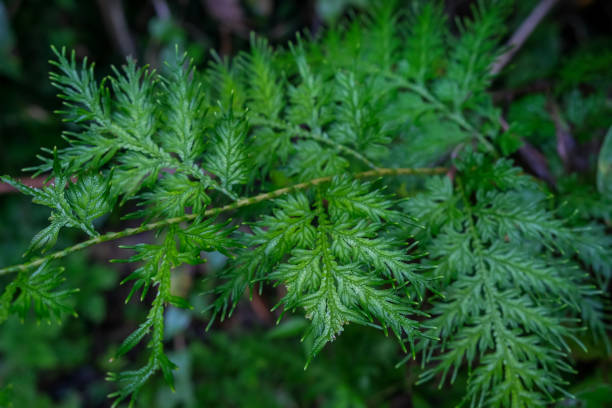 istock Green Tropical Forest Leaves 1457680898
