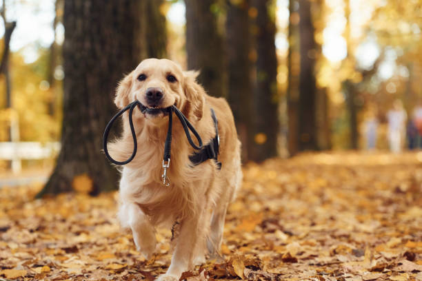 con il guinzaglio in bocca. il cane sveglio è all'aperto nella foresta autunnale durante il giorno - guinzaglio foto e immagini stock