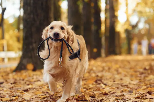 Photo of With a leash in his mouth. Cute dog is outdoors in the autumn forest at daytime