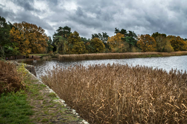 istock Reed bed at Frensham ponds 1457681824