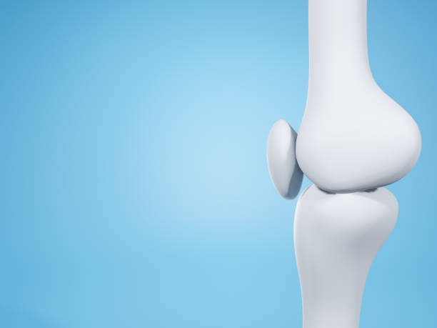 istock Knee joint  on blue background with copy space for text. Bone human skeleton anatomy of the body. Medical health care science concept. Realistic 3D Rendering. 1457681854