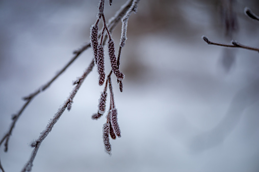 Alder ( Alnus ) branches with frosty catkins on a natural blurred background. Natural winter abstract background. Close up, soft focus.