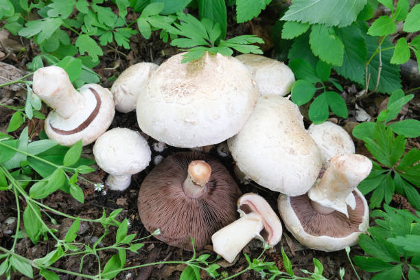 많은 버섯 샴 피뇽이 풀밭에 누워있다. - 숲주름버섯 뉴스 사진 이미지