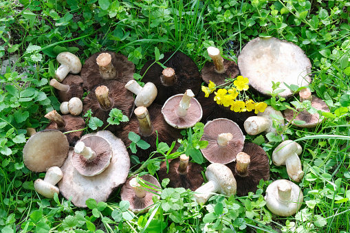 Many large and small mushrooms of Champignons lie in the green grass. High quality photo