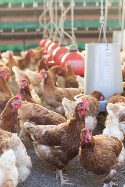 istock free-range organic chicken farm 1457685875