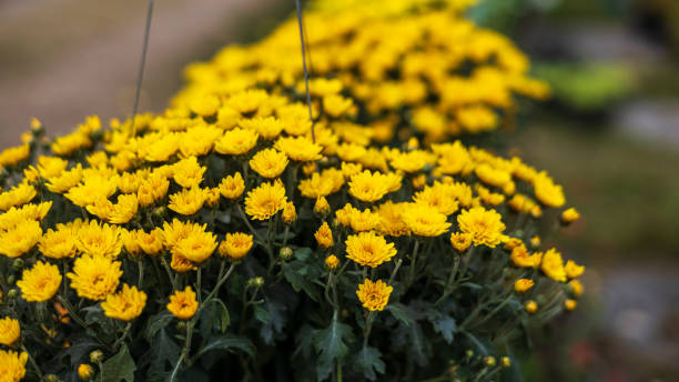 eine nahaufnahme von gruppen kleiner gelber chrysanthemen, die wunderschön in schwarzen plastiktöpfen blühen. - flower head annual beauty close up stock-fotos und bilder