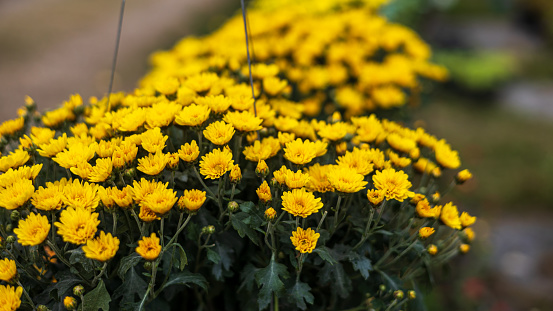 A close-up view of clusters of small yellow chrysanthemums beautifully blooming in black plastic pots that are hung and often seen planted and grown in many flower shops in rural Thailand.