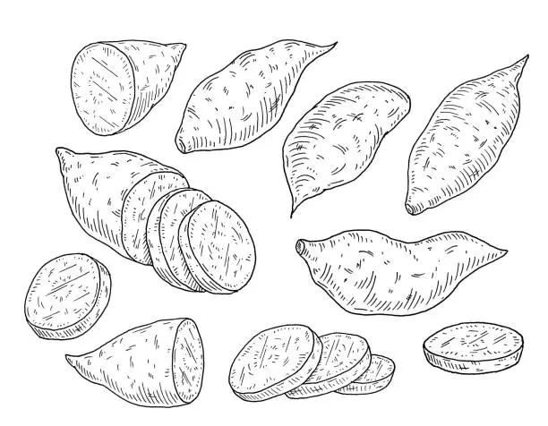 Vector illustration of Slice and whole sweet potato. Vintage engraving vector black illustration. Isolated on white