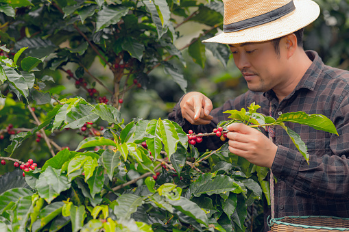 Asian man in hat picking coffee beans