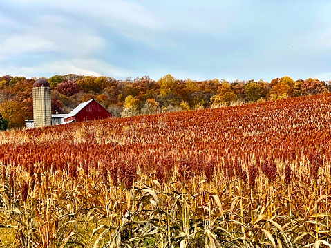 Fall milo field with barn in the background.