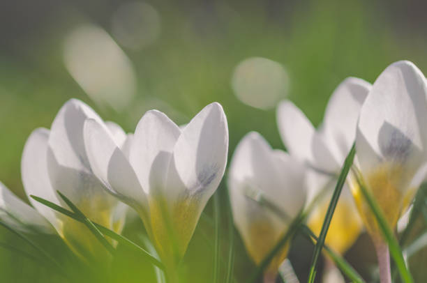 white crocus flowers in green grass, macro in nature stock photo
