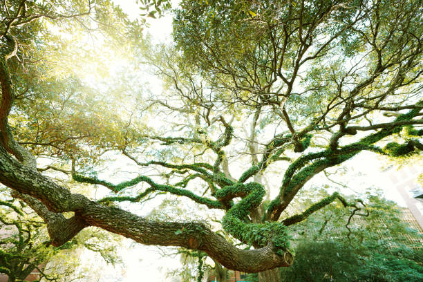 Majestic trees stand in one of the beautiful squares in the Savannah historic district Majestic trees stand in one of the beautiful squares in the Savannah downtown historic district live oak stock pictures, royalty-free photos & images