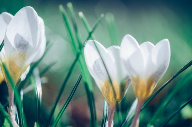 white crocuses in spring garden