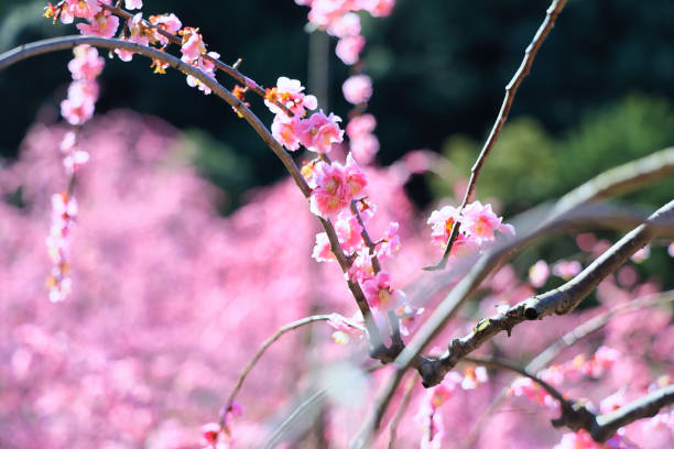 istock Cute weeping plum blossoms in early spring in March 1457695393