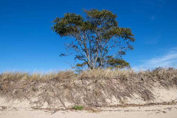 istock Tree growing out of the sand dunes 1457695810