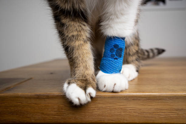 gato con vendaje médico en la pata delantera lesionada - paw print fotos fotografías e imágenes de stock