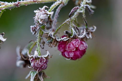 Extreme close-up onto a frosted raspberry still growing on the bush