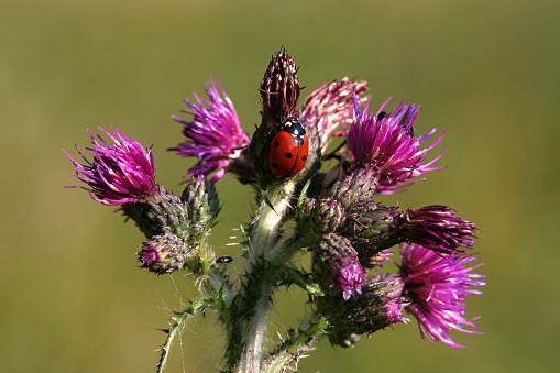 close up of a ladybird climbing on the blooming flowers of a creeping thistle, out of focus background