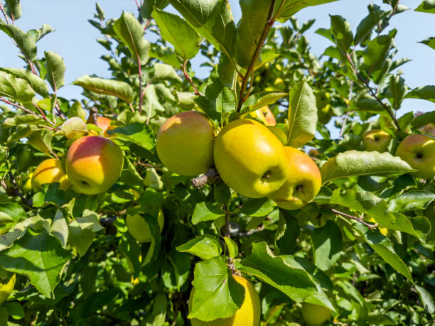 りんごの果樹園 - apple gala apple fuji apple fruit ストックフォトと画像