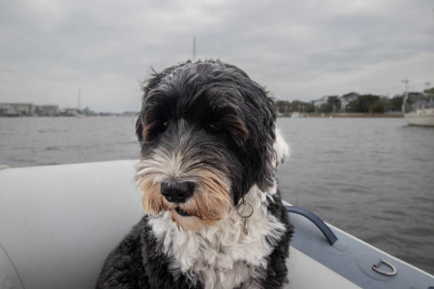 istock Portuguese Water Dog in a boat 1457700224
