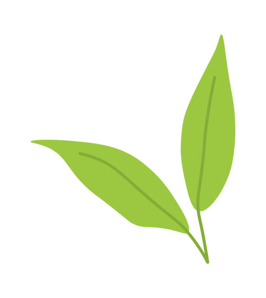 zielona matcha pozostawia płaską ikonę roślina - herbata odchodzi stock illustrations