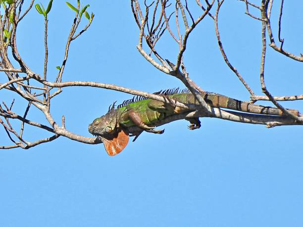 Green Iguana (Iguana iguana) - sleeping on the top branch of a tree