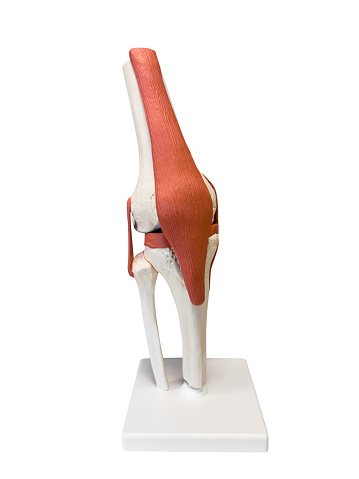 Anatomical Model of a human knee on white background