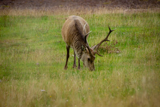 Deers grazing on meadow. stock photo