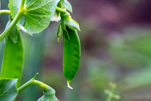 istock Young green peas on the bush 1457702596