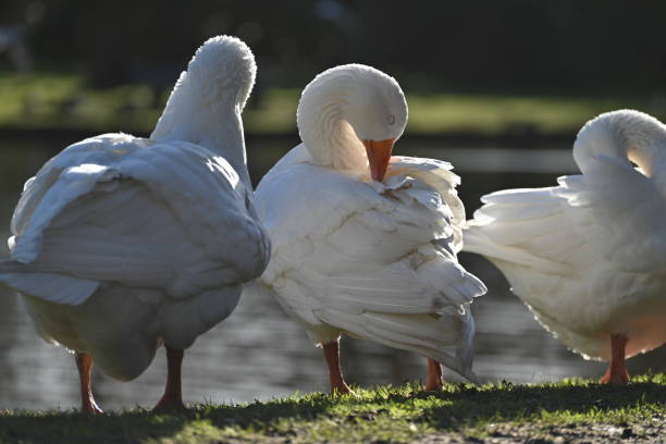 istock White geese grooming their feathers in the park 1457703561