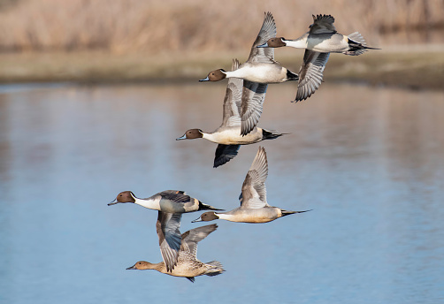 Five male Northern Pintail Ducks Fly past with a female