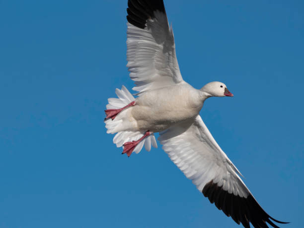 istock Close Up of Flying White Goose 1457704641