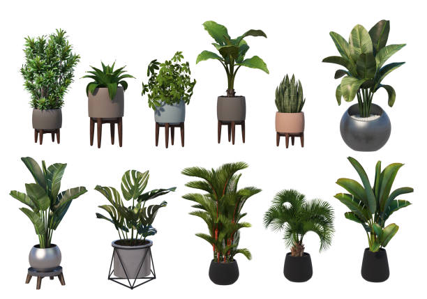 istock 3D render potted plants for home decoration on white background 1457705308
