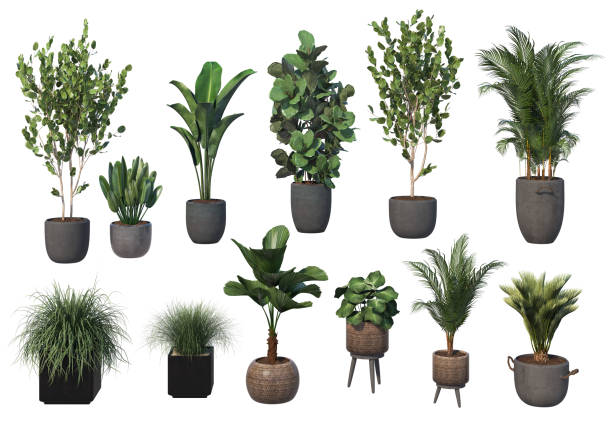istock 3D render potted plants for home decoration on white background 1457705310