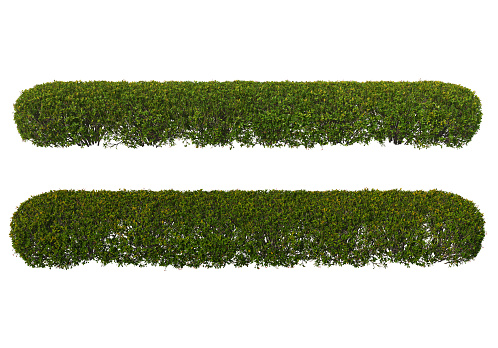 3D render bush on white background