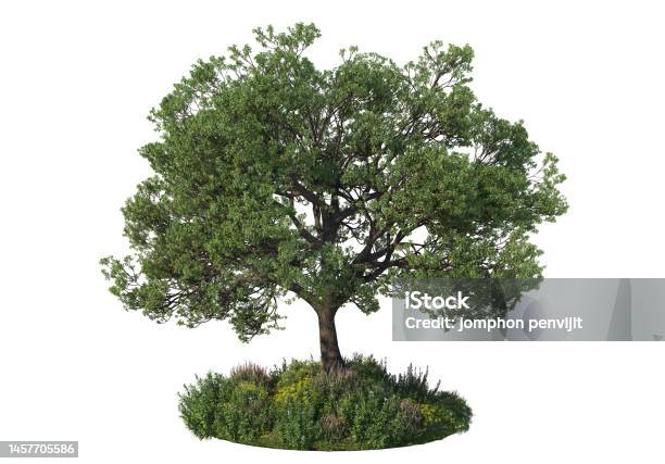 Tree Render Color 3d Render Trees On A White Background Stock Photo - Download Image Now ...