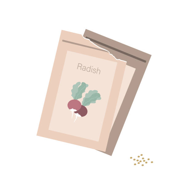 istock Paper packs of radish seeds. Spring gardening concept. Cartoon flat vector Illustration isolated on white 1457706499