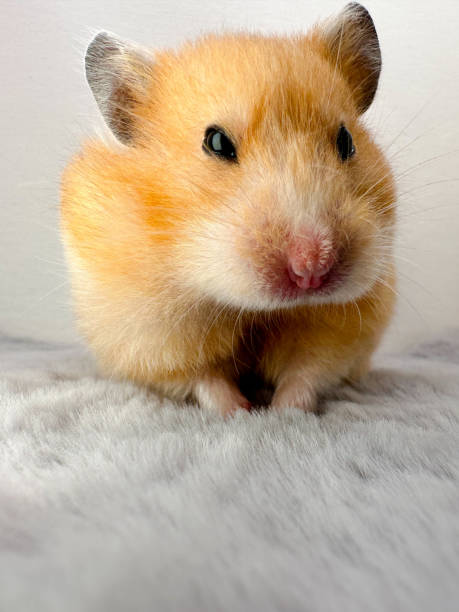 istock Cute Syrian hamster on a grey fur blanket closeup 1457707035