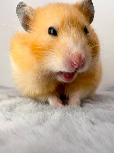istock Cute Syrian hamster closeup smiling 1457707073