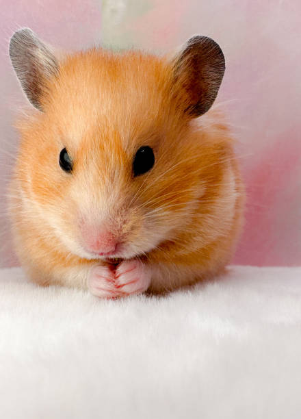 istock Cute Syrian hamster closeup looking thoughtful 1457707122