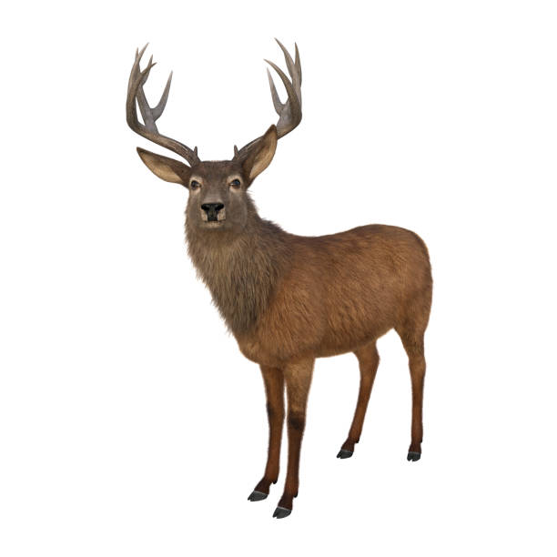 istock Red deer stag standing alert and looking at camera. Isolated 3D illustration. 1457707865