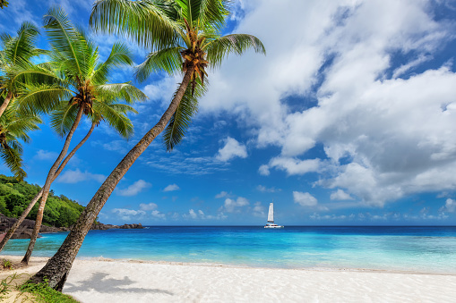 Paradise beach with palm trees and sailboat in tropical sea in Jamaica island in Caribbean sea.