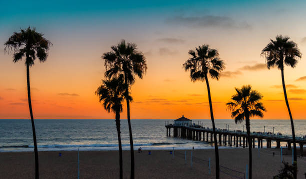 istock Sunset beach with palm trees in Manhattan Beach, California. 1457709655