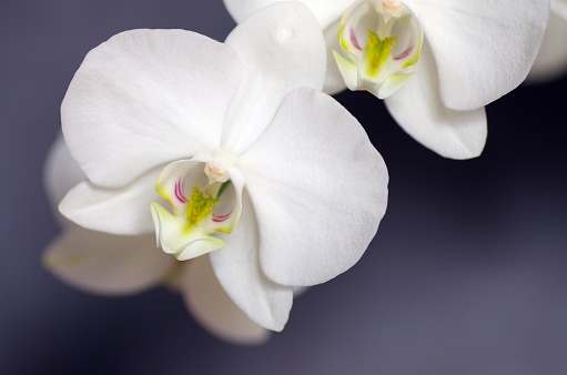 White orchid blossom with dark background close-up